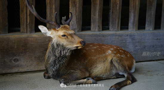 長老級(jí)的鹿 攝影/爾冬