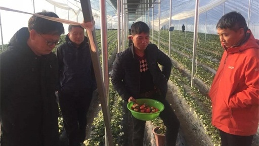 助力第一書記 農(nóng)村廣播再次走進刁家鄉(xiāng)助推草莓產(chǎn)業(yè)扶貧