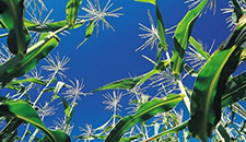 玉米割苗能增產(chǎn)20%～30%？不靠譜！