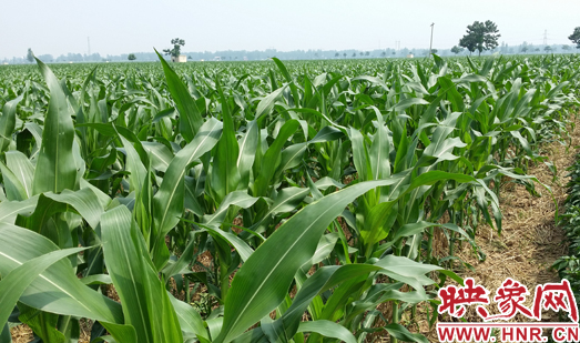 種植其他品種的玉米苗枝粗葉大，郁郁蔥蔥