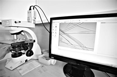 顯微鏡下，蠶絲呈現(xiàn)出表面有光澤，形狀不規(guī)則，粗細(xì)不均。