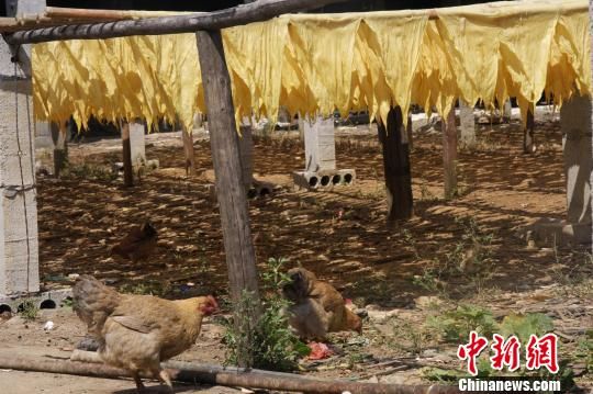 腐竹晾曬場(chǎng)下就是雞乘涼和覓食的地方 （圖片來源：中國新聞網(wǎng) 王正祥 攝  ）