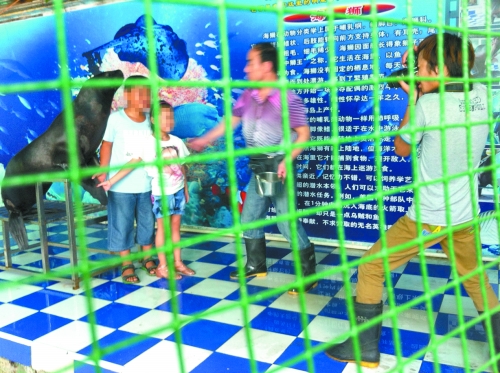 海獅就這樣被飼養(yǎng)員和攝影師擺弄，稍不聽話就會遭到毒打。