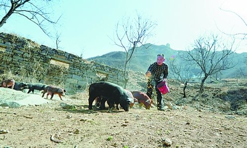 野豬豹子頻擾民 官方稱(chēng)將遷出村民建森林公園
