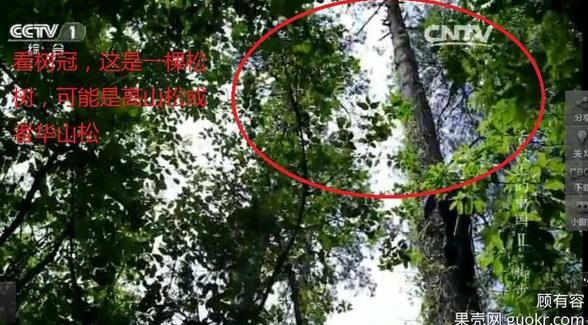 專家揭《舌尖2》爬樹造假 總導演暫不回應 專家揭《舌尖2》爬樹造假 總導演暫不回應