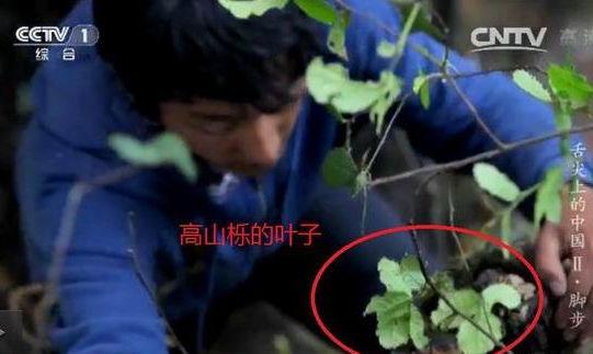 專家揭《舌尖2》爬樹造假 總導演暫不回應 專家揭《舌尖2》爬樹造假 總導演暫不回應