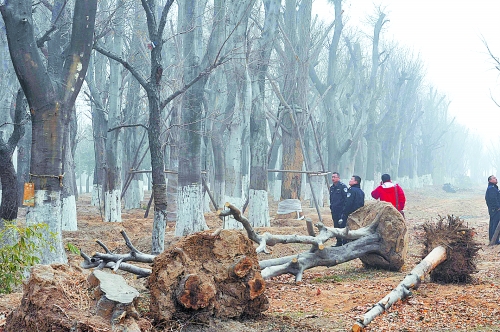 老樹之殤，令人扼腕。