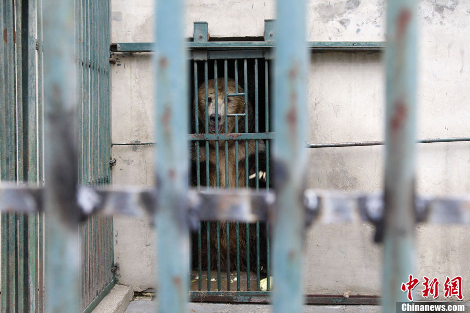 6月19日，河南鄭州，新密市動物園咬死飼養(yǎng)員的肇事棕熊被暫押在鄭州動物園內(nèi)，該熊“臥室”周圍被三重鋼