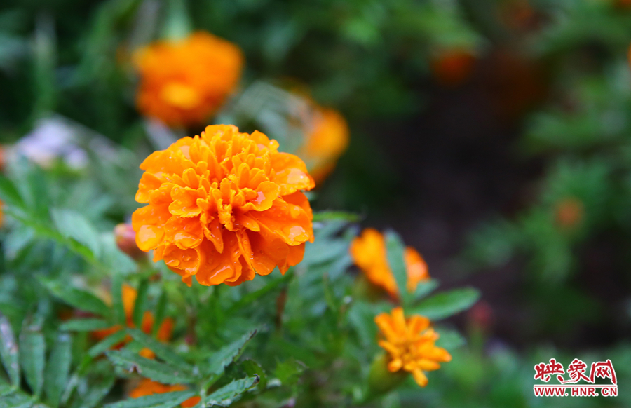 一場秋雨洗去花朵上多日來的塵埃，嬌艷欲滴。