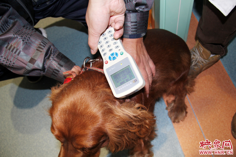 只要用儀器一掃，狗狗的信息就可以一覽無余