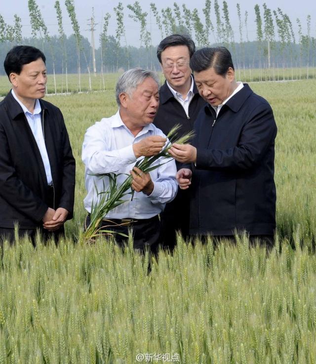 習(xí)近平走進(jìn)糧田,看麥穗灌漿,問農(nóng)田建設(shè)。