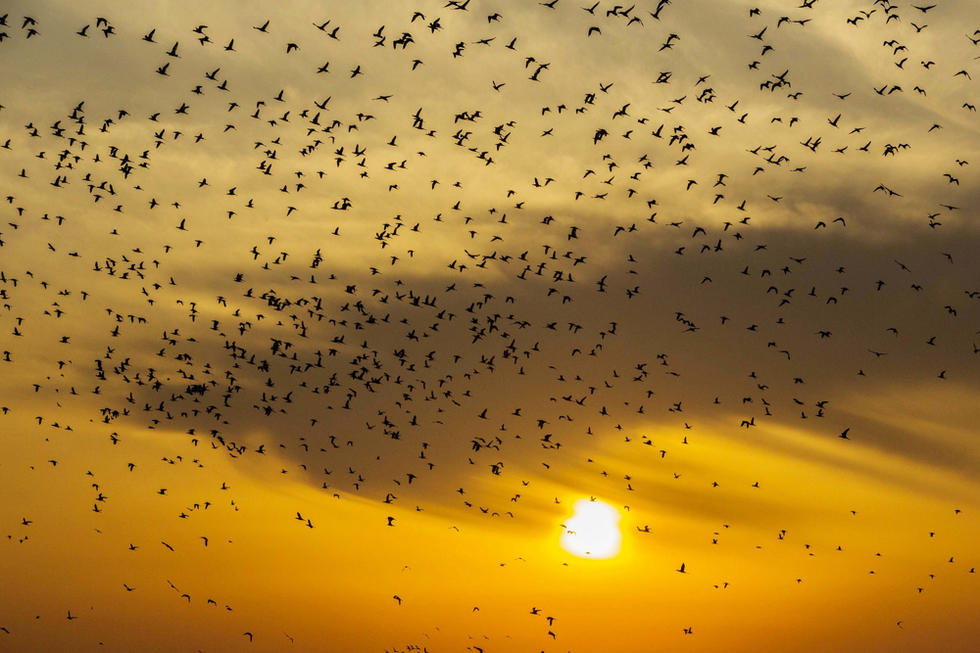 江蘇省連云港市贛榆區(qū)上空出現(xiàn)火燒云景觀，成群海鳥(niǎo)迎著霞光在天空中翩躚起舞，場(chǎng)面蔚為壯觀。