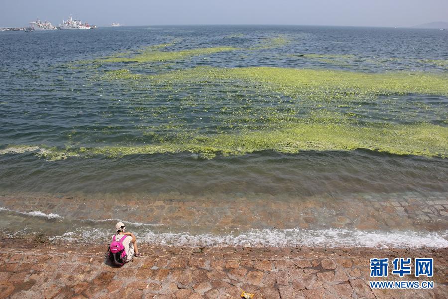 山東青島海岸遭受滸苔侵襲 山東青島海岸遭受滸苔侵襲