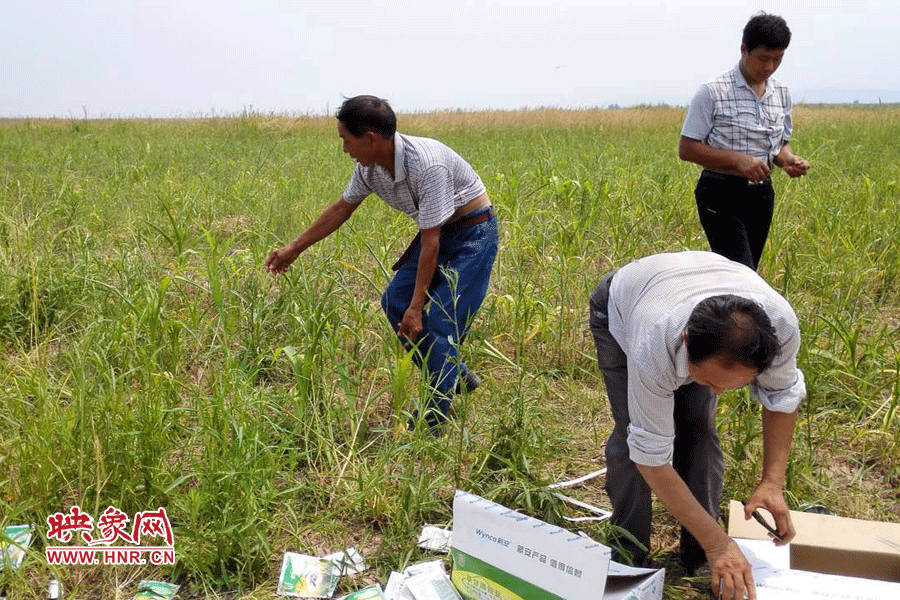 村民在撿拾散落的農(nóng)藥袋，身后是被毀的玉米。