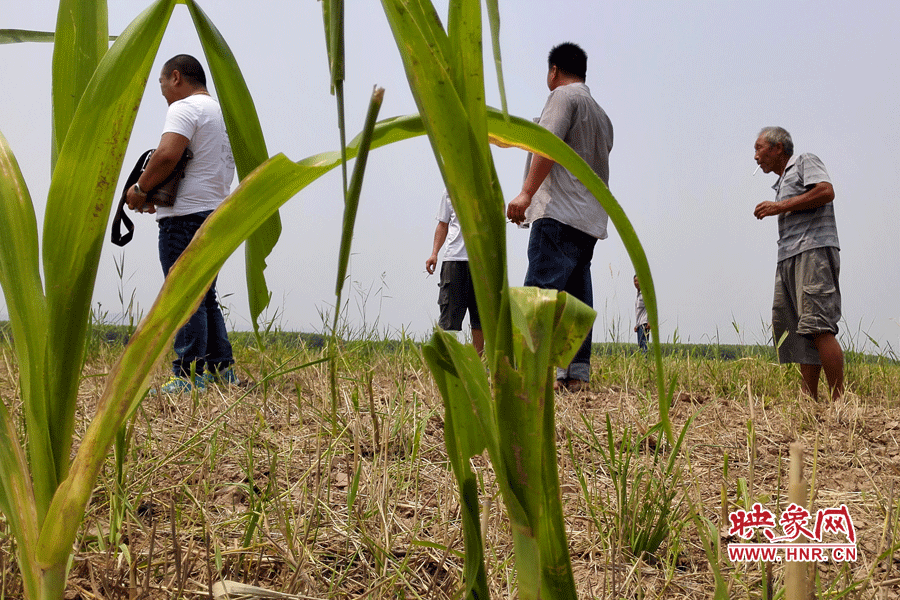 耙過的玉米地殘留的玉米。
