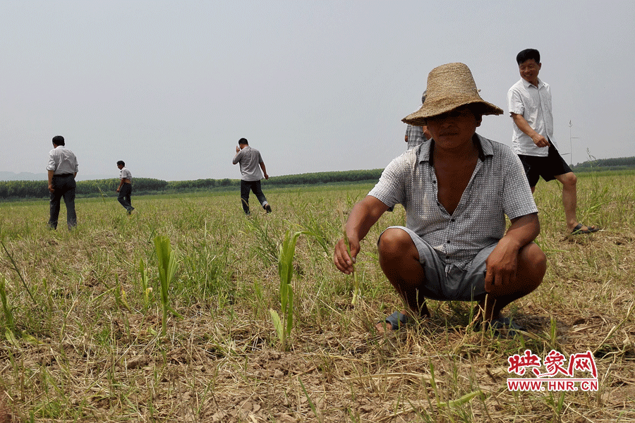 村民手捧殘留的玉米，欲哭無淚。