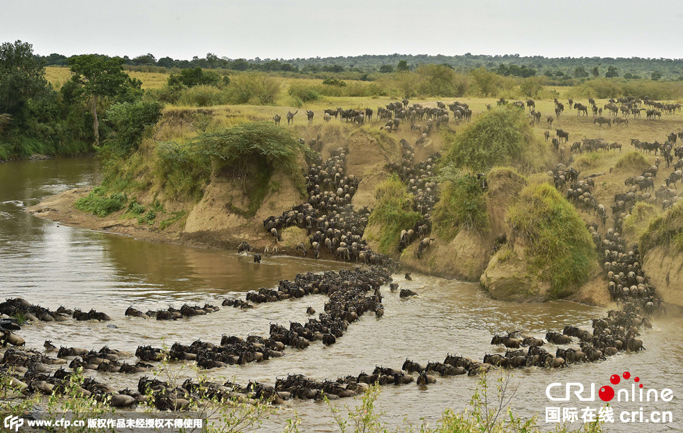當(dāng)?shù)貢r間2015年9月4日，肯尼亞馬賽馬拉，角馬大遷徙。
