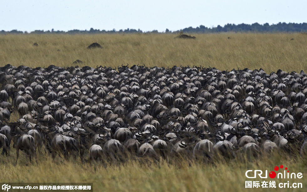 當(dāng)?shù)貢r間2015年9月4日，肯尼亞馬賽馬拉，角馬大遷徙。