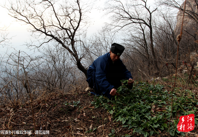山上缺雨少水，不大的一方菜地。是他和另一個(gè)道友的菜地，老崔的蔬菜倒也擺弄的一片生機(jī)盎然。
