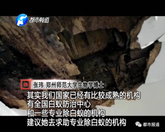 蟻族大軍入侵！十幾萬裝修的新家被“吃掉”