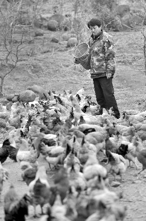 林志坤辭職后在溧水一座山頭開了一片地，每天種菜、喂雞 現(xiàn)代快報(bào)記者 施向輝 攝