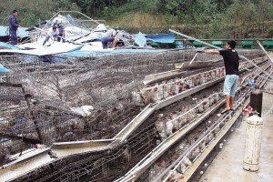 11月13日，位于三亞市吉陽(yáng)鎮(zhèn)的三亞市菜籃子蛋雞基地，工人們正在搶修雞舍設(shè)施。