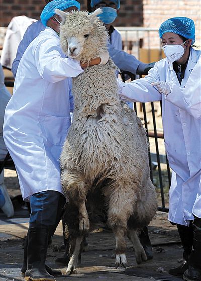 好強壯！我真的不是虛胖，兩三個人別想控制我。