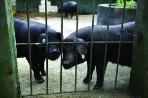 觀測點(diǎn)飼養(yǎng)區(qū)設(shè)有豬圈，可觀察豬是否有異常反應(yīng)