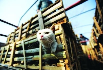 貨車上被販運(yùn)的貓。 記者陳亮 攝