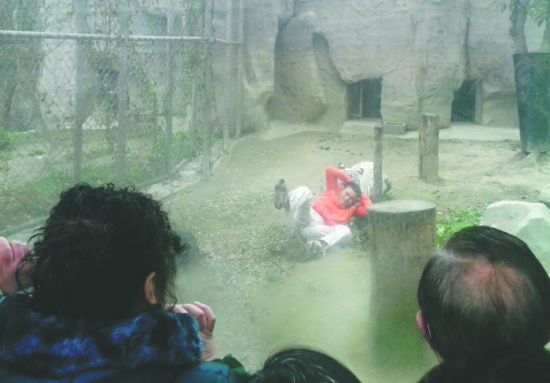 昨日，成都動物園，男子進入白虎活動區(qū)后被白虎拖行。動物園出動50多人成功營救下他
