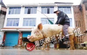 蔣大爺騎著他的種豬出門，回頭率很高。