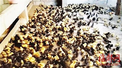 為了討薪，何某相將1130多只鴨苗趕到對(duì)方家里