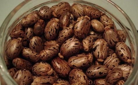 蓖麻子中含蓖麻毒蛋白及蓖麻堿，特別是前者，會引起中毒。網(wǎng)絡(luò)截圖