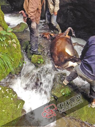 黃牛掉到懸崖下的小溪中。