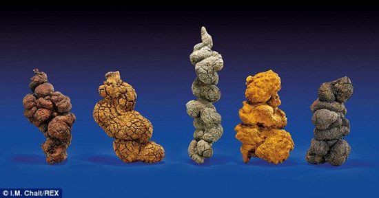 古時(shí)海龜五份糞便樣本也將拍賣。