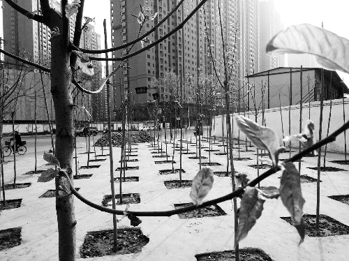 英協(xié)路沈莊北街路口空地上，城管雇人種的100多棵樹已經(jīng)長出了嫩芽