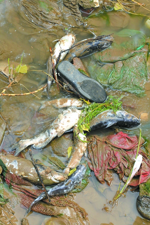死去的小魚(yú) 死去的小魚(yú)
