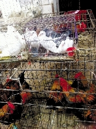 銷(xiāo)量大不如前，近期可能漲價(jià)