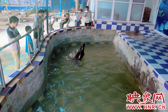 圖為游客在護欄網(wǎng)外面，觀看海獅的表演。