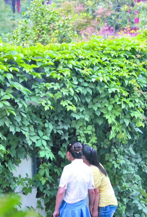 外面的游客正通過墻上的鏤空的窗，向夢(mèng)溪園內(nèi)觀望。