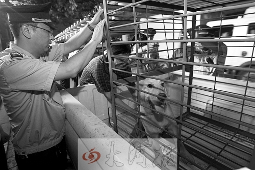 相關(guān)部門(mén)將加強(qiáng)管理，今年12月起烈性犬一律沒(méi)收。 （資料圖）