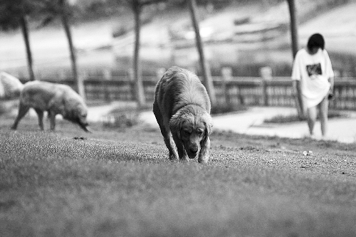 　喜歡養(yǎng)大狗狗的朋友，要抓緊給愛犬在郊外安個家哦！