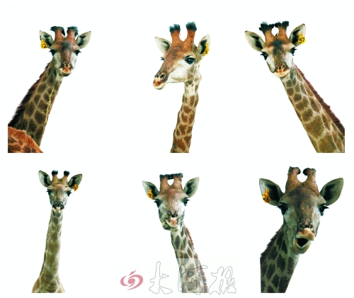 不是我們“高高在上”，只是個子太高就看看臉吧！