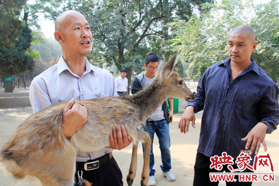 失主宋先生將“愛鹿”抱回家,并表示待小鹿傷情痊愈后,將其送到動物園,供市民觀賞。