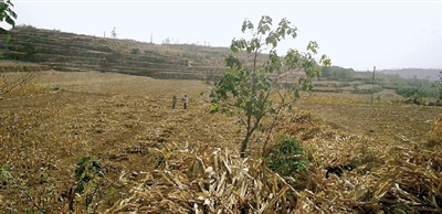 因干旱，農(nóng)田閑置尚未播種小麥