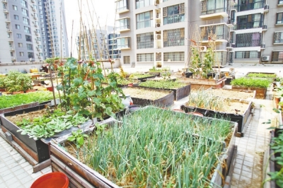  小區(qū)3層商鋪的樓頂是個大平臺，個人圍起來的“小菜園”約有50多個。