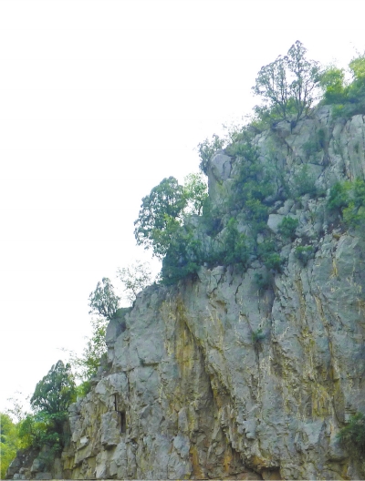 南太行山崖長(zhǎng)的只是側(cè)柏,不是崖柏。