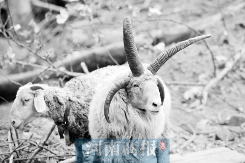 “咩……我的原主人說，他養(yǎng)了一輩子羊，也沒見過我這種情況”