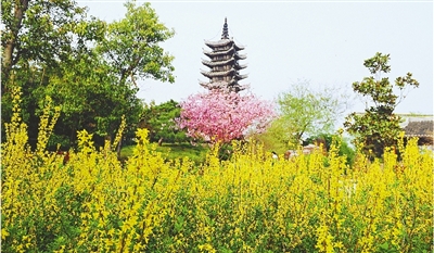 綠博園盛開(kāi)的鮮花“期待”和市民“約會(huì)”。