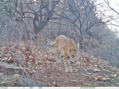 濟(jì)源蟒河林場(chǎng)發(fā)現(xiàn)金錢豹 被確認(rèn)至少存在3只以上